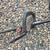 Toro String Trimmer- Weedeater - Gas 7 thumbnail