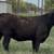Black Whiteface Replacement Heifers 7 thumbnail
