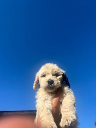 Cachorro Golden doodle (fairfield / vacaville)63659229470979124