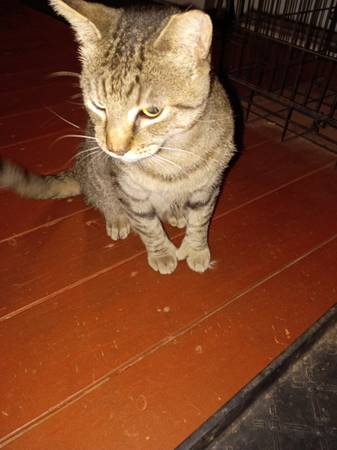 Found A Very Friendly Cat (Dixie Downs)587902424282583041