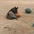 Miniature Donkey 5 thumbnail
