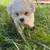 100% Maltese 14 thumbnail
