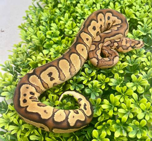 Baby Red Stripe Yellow Belly Clown Male Ball Python Snake (Snakes) (Flower Mound)63937540367363123
