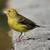 Canaries for sale 3 thumbnail