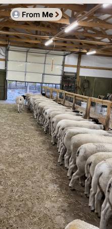 Dorper Flock 1