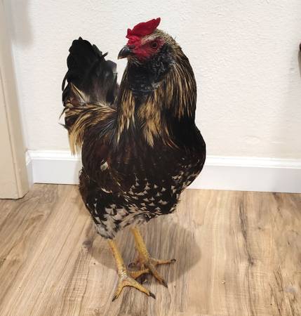 Easter Egger Rooster 1