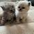 Newborn Persian kittens 15 thumbnail