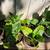 Elephant ear  plants 4 thumbnail