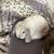 Gray Bunny 3 thumbnail