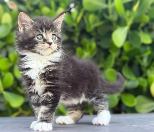 Maine Coon kitten (Port Saint Lucie)63667845975939122