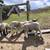 Wether Lambs 3 thumbnail