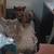 Kittens ...Crane Mo 12 thumbnail