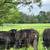 11 bred heifers and 44 farms bull 9 thumbnail