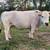Mini Zebu Mini Jersey Steer 7 thumbnail