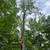 Tree removal and trimming, emergency service, pruning - Low $$ 9 thumbnail