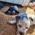 Blue Heeler/Pit Mix 5 thumbnail