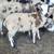 Jacob Sheep for sale 7 thumbnail