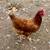 Beautiful Laying Hens 3 thumbnail
