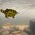 TURTLES 3 thumbnail