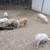 Feeder Piglets in Marmaduke-NO HOLDS 2 thumbnail