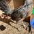 Clemmons Hen for sale 2 thumbnail