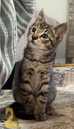 kitten (Auburn)63826637131649121