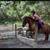Beginner safe mare 3 thumbnail