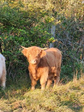 ISO scottish highland cattle 1