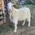 Pygro goats 3 thumbnail