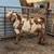 Boer Goat Bucks 1 thumbnail