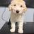Bichapoo 5 thumbnail