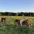 Belted Galloway bull calf 2 thumbnail
