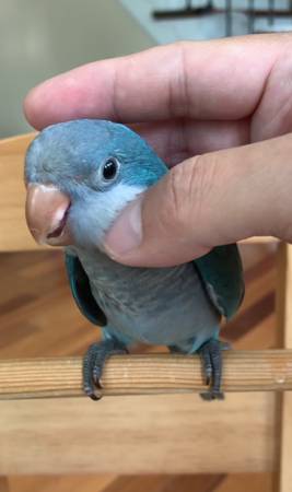 Blue Baby Quaker Parrot63618994803713121