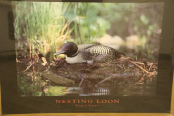 "Nesting Loon" Print 1