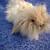 Teddywidder Bunny 1 thumbnail