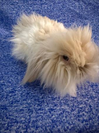 Teddywidder Bunny 1