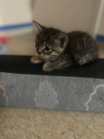 Rehoming kittens (Brighton)63912908211843122