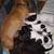 Mini Dachshunds 20 thumbnail