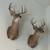 Deer shoulder mount (2) 1 thumbnail