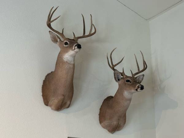 Deer shoulder mount (2) 1
