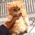 Persian kittens 5 thumbnail