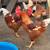 Chickens 2 thumbnail