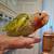 Lovebird 8 thumbnail