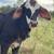 Brahman X heifer calf 2 thumbnail