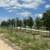 TEXAS SIZED SHADE TREES 4 thumbnail