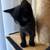 2 boy kittens 4 thumbnail