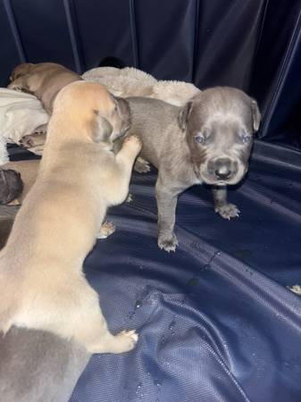 South African Mastiff Puppies (Vallejo)63696507724035120