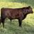 Registered American Milking Devon Bull Calf #2 1 thumbnail