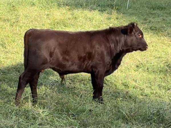 Registered American Milking Devon Bull Calf #2 1
