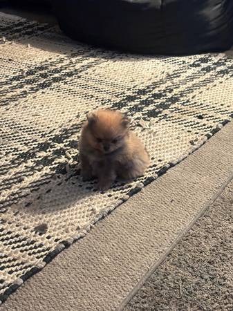 Pom pom64670426275587122